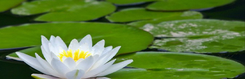 header frank private astrologie header frank private astrologie